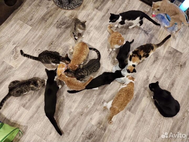 Котики и собачки ищут дом