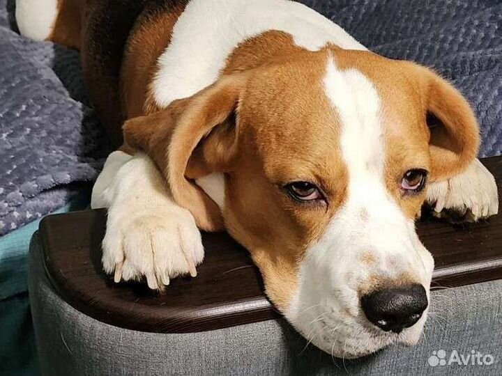 Бигль для вязки