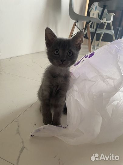 Отдам котенка