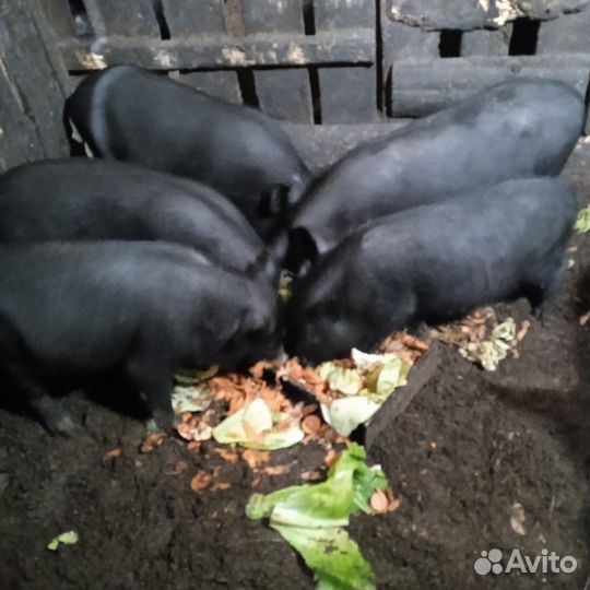 Вьетнамские поросята