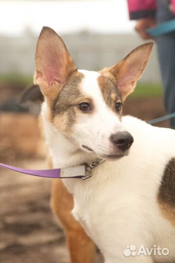 Собака Донна