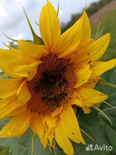 Семена гибридов подсолнечника Куба, Валентина