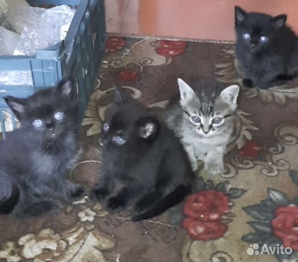 Котята ласковые и приученные к лотку в дар