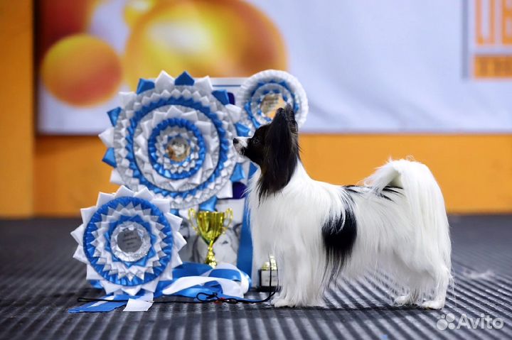 Папийон, щеночки папийона