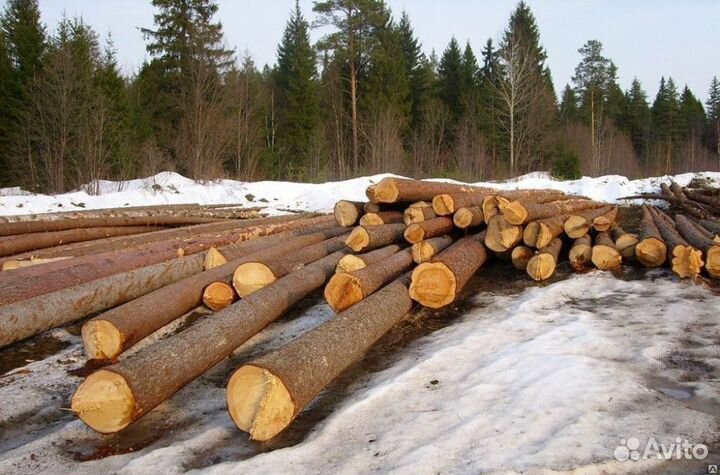 Делянки лес на корню