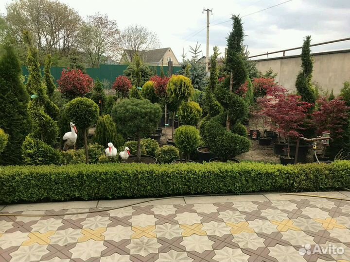 Питомник декларативных культур