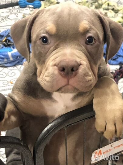 Американский булли щенки