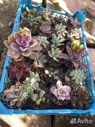 Суккуленты, кактусы, комнатные, уличные цветы