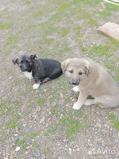 Щенки