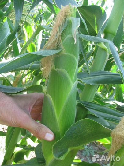 Семена Кукурузы 