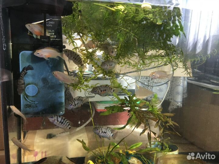 Рыбы цихлиды