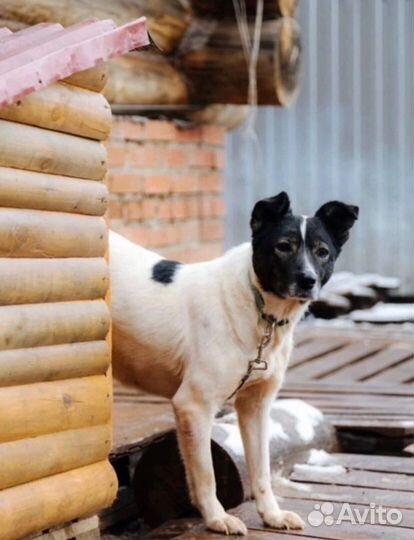 Собака ищет дом