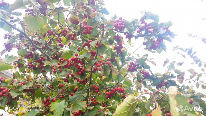 Боярка - саженцы