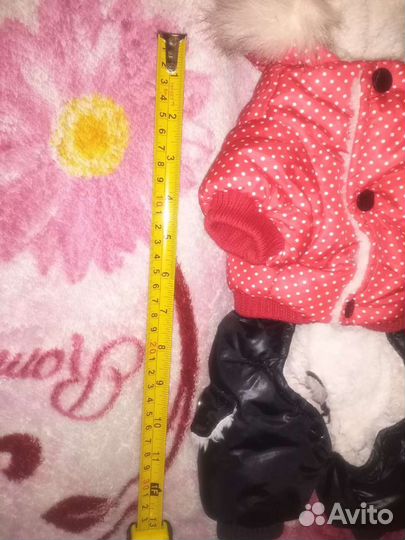 Одежда для собак