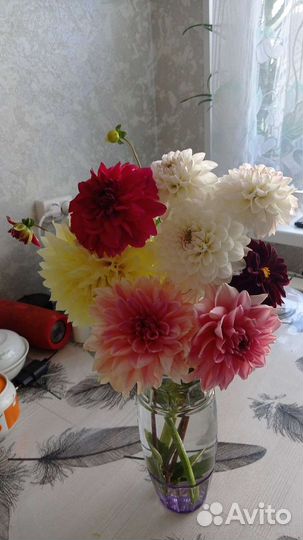 Георгины клубни