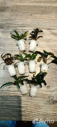 Буцефаландры Elit assorted