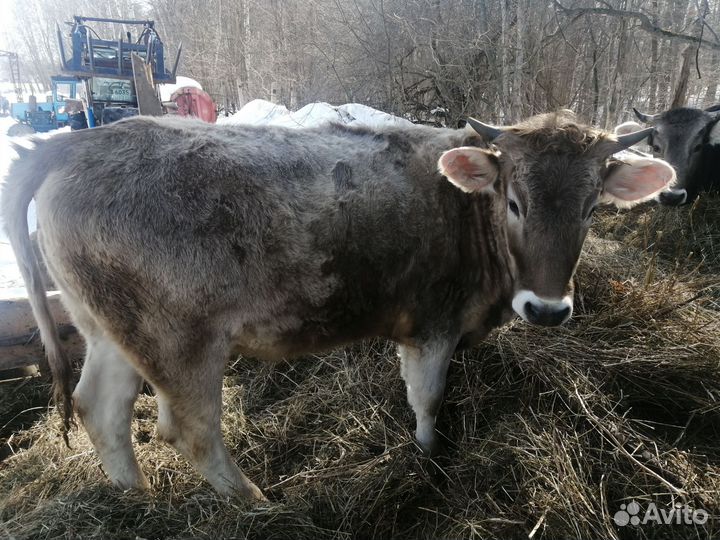 Телки стельные, швицкой породы