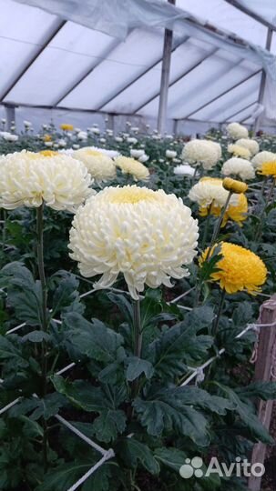 Черенки хризантемы под заказ