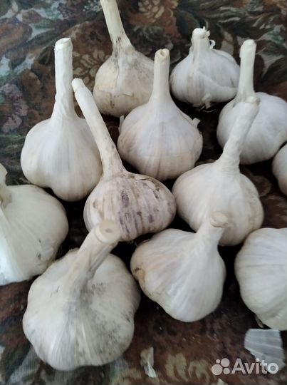 Дачный чеснок (озимый)
