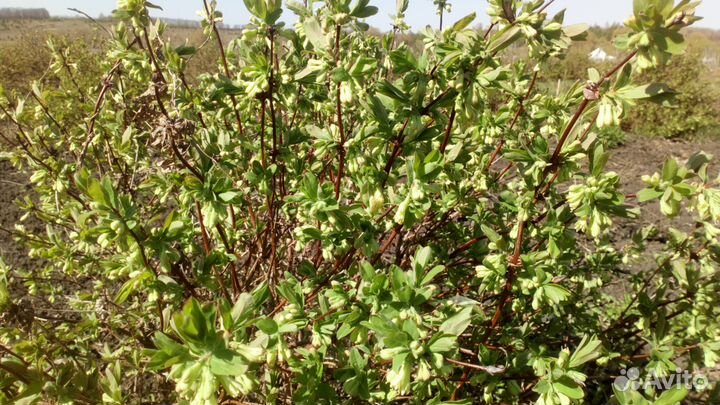 Саженцы Жимолости (мордовские)