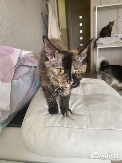 Кошка в дар