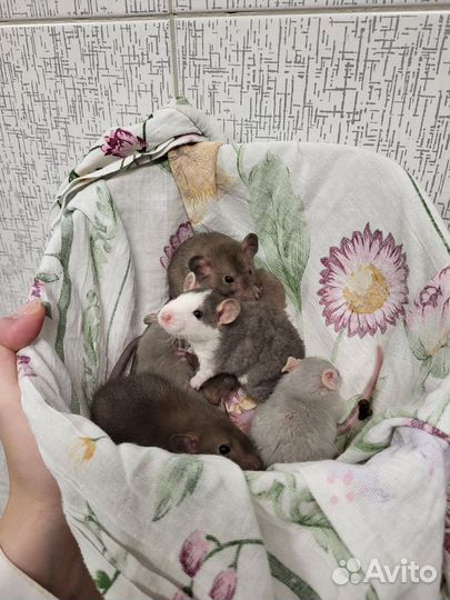 Крысята дамбо