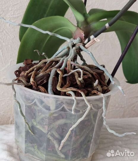 Орхидея фаленопсис