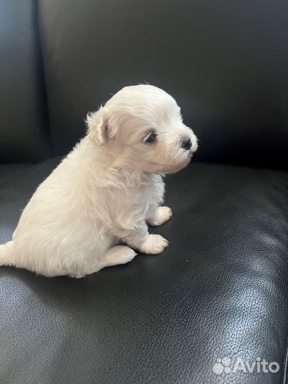 Щенки мальтезе