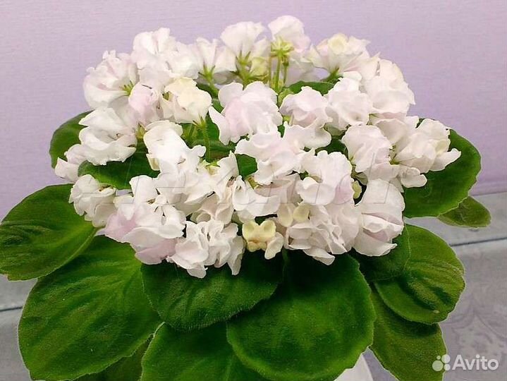 Стартёрчики сортовых фиалок