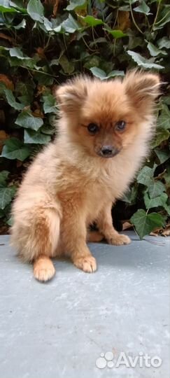 Щенки шпица