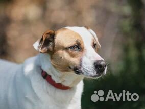 Белка. Отдам в добрые руки