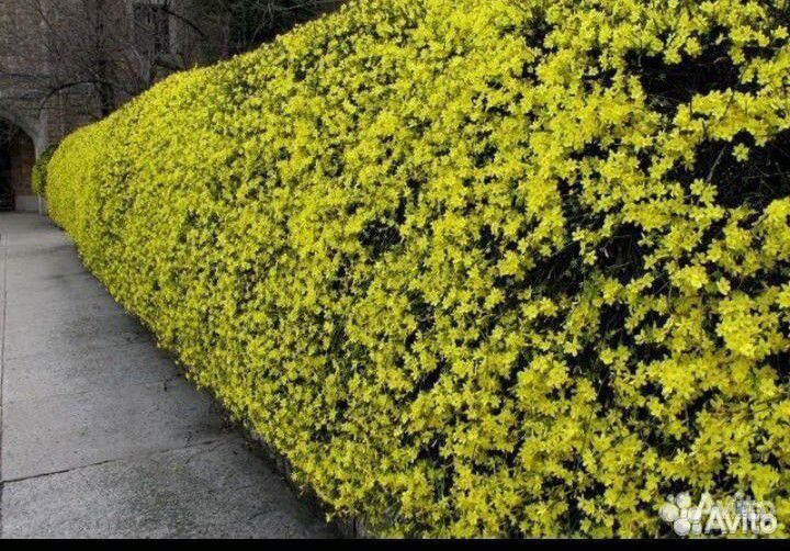 Садовый зимний жасмин