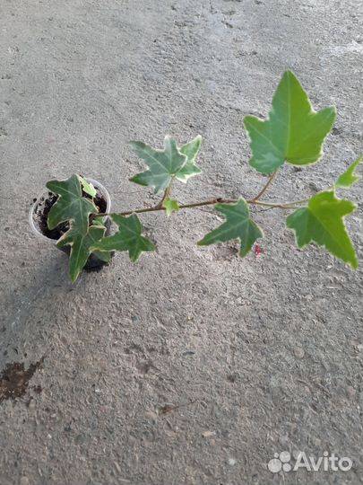 Бересклет, плющ