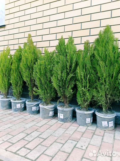 Туи западный смарагд, Брабант