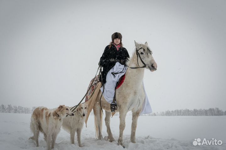 Фотосессия с борзыми