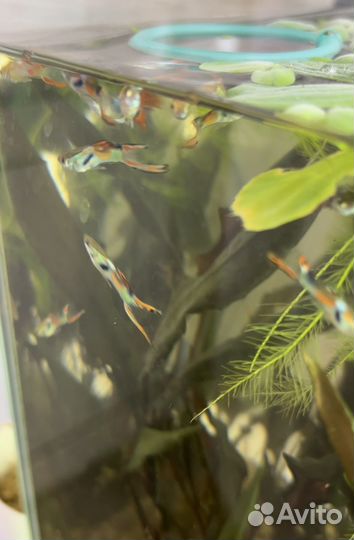 Аквариум с рыбками гуппи