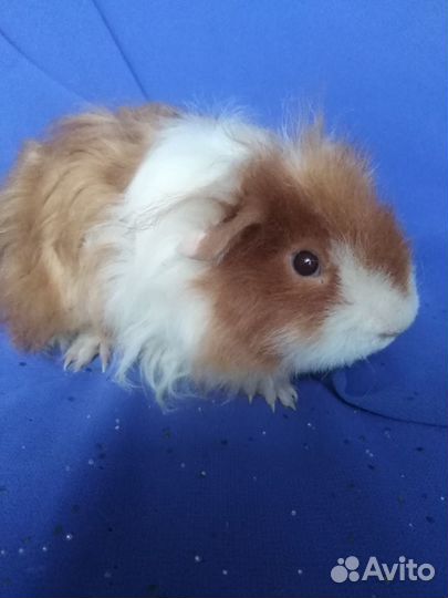 Морские свинки из питомника