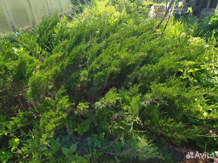 Можжевельник. Отростки