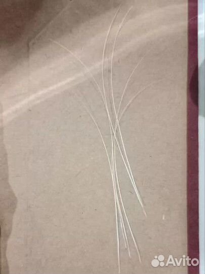 Кошачьи усы