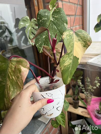 Филодендрон клубничный шейк