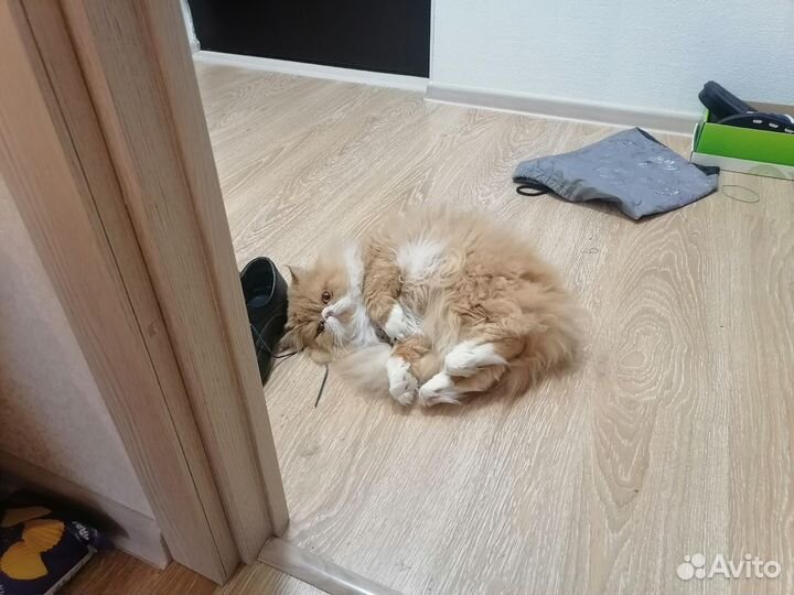 Персидский кот на вязку