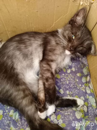 Котенок в добрые руки