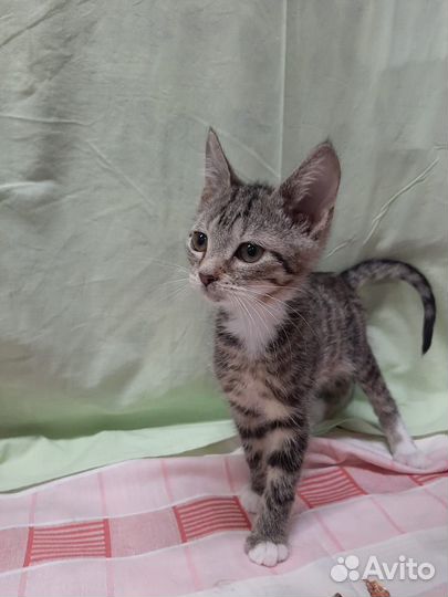 Очень ласковый котенок 2,5 мес