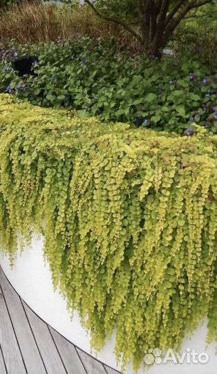 Лизимахия ампельная