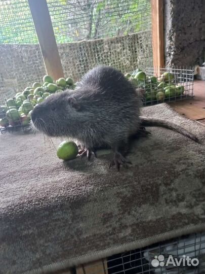 Нутрии на племя