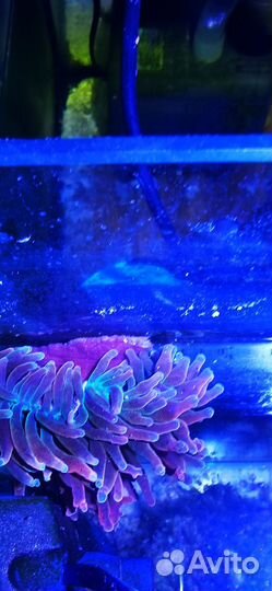 Актиния квадриколор