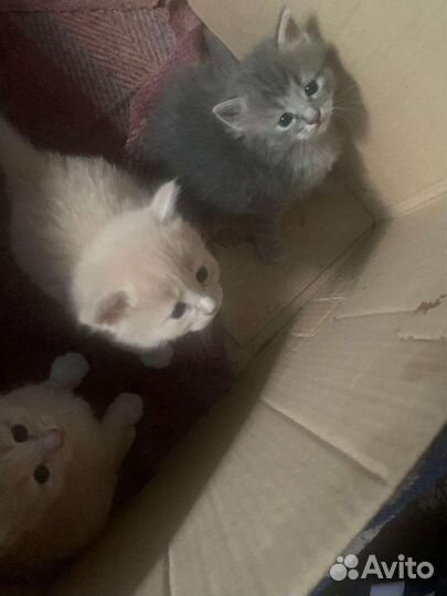 Котята в добрые руки