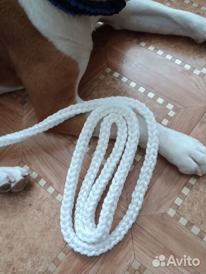 Поводок для собак