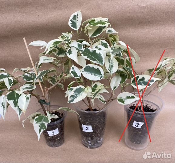 Фикусы сортовые