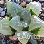 Хавортия mutica